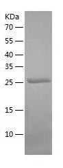 Recombinant Rat HGF