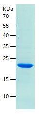 Recombinant Human IL-1RA