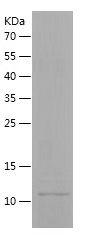 Recombinant Human CD9