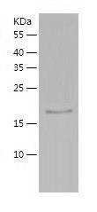 Recombinant Rat IL-10