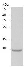 Recombinant Human IL-13