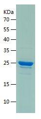 Recombinant Human Crk p38