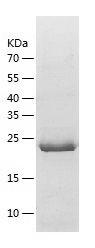 Recombinant Human GRB2