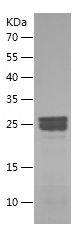 Recombinant Rat HMGB1