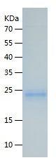 Recombinant Mouse VEGFA