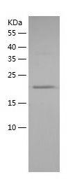 Recombinant Human CD137