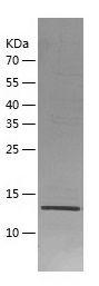 Recombinant Human IL-33