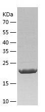 Recombinant Human ACSM3