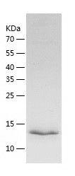 Recombinant Mouse IL-25