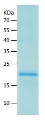 Recombinant Mouse IL-25