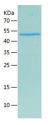 Recombinant Human ITLN1