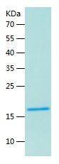 Recombinant Human IL-22