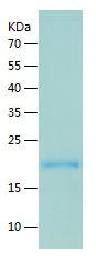 Recombinant Human IL-25