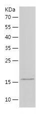 Recombinant Human IL-19