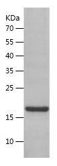 Recombinant Human BAFF