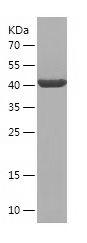 Recombinant Human ADRA2A