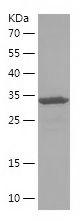 Recombinant Human AFAP1