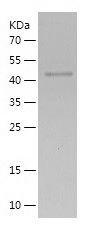 Recombinant Human E2F4