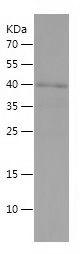 Recombinant Human E2F3