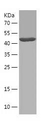 Recombinant Human KPNA4