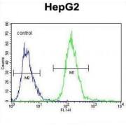 Immunoglobulin Heavy Constant Gamma 1 (G1m Marker) (IGHG1) Antibody