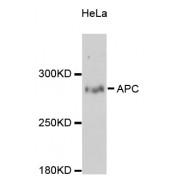 Adenomatous Polyposis Coli Protein (APC) Antibody