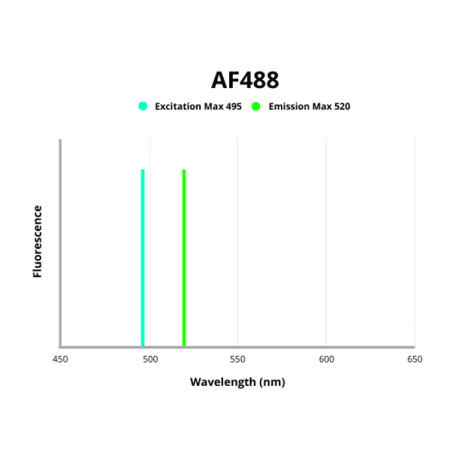CD13 Antibody (AF488)