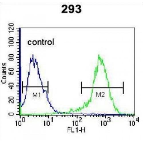 Cyclin-Dependent Kinase 8 (CDK8) Antibody