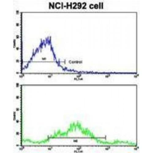 Cadherin 3 (CDH3) Antibody