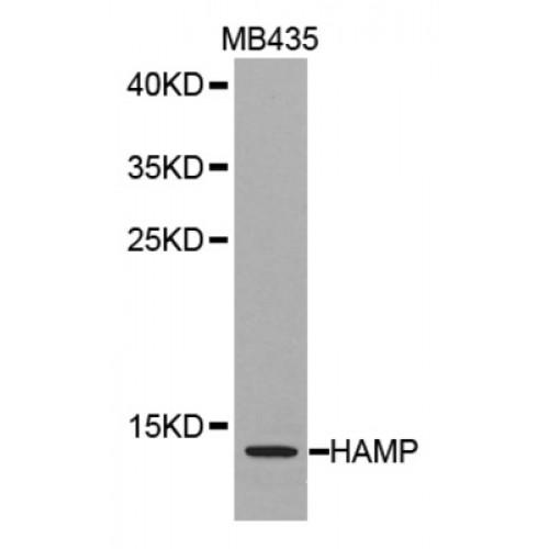 Hepcidin (HAMP) Antibody