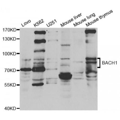 BTB And CNC Homolog 1 (BACH1) Antibody