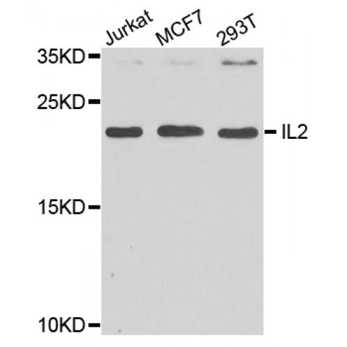 Interleukin 2 (IL2) Antibody