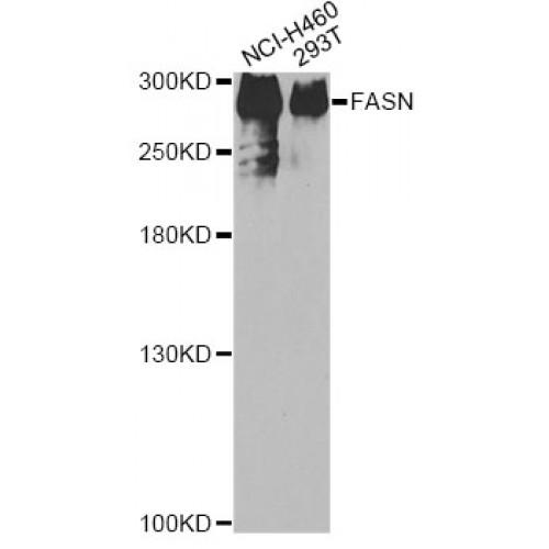 Fatty Acid Synthase (FASN) Antibody