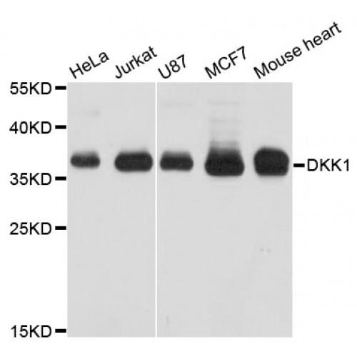 Dickkopf-Related Protein 1 (DKK1) Antibody
