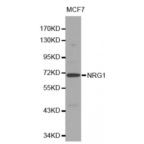 Neuregulin 1 (NRG1) Antibody
