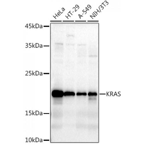 GTPase KRas (KRAS) Antibody