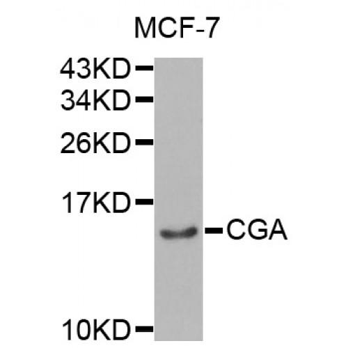 Glycoprotein Hormones Alpha Chain (CGA) Antibody