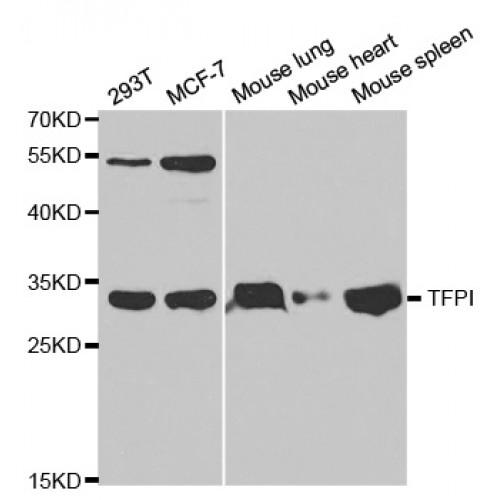 Tissue Factor Pathway Inhibitor (TFPI) Antibody