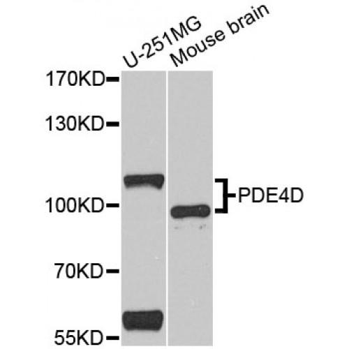 Phosphodiesterase 4D, cAMP Specific (PDE4D) Antibody