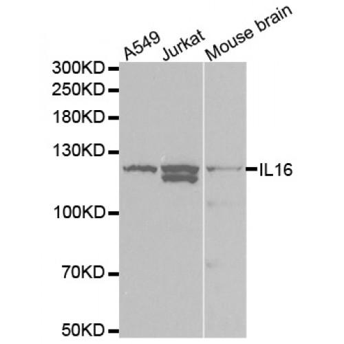 Interleukin 16 (IL16) Antibody