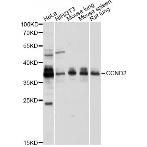 G1/S-Specific Cyclin-D2 (CCND2) Antibody