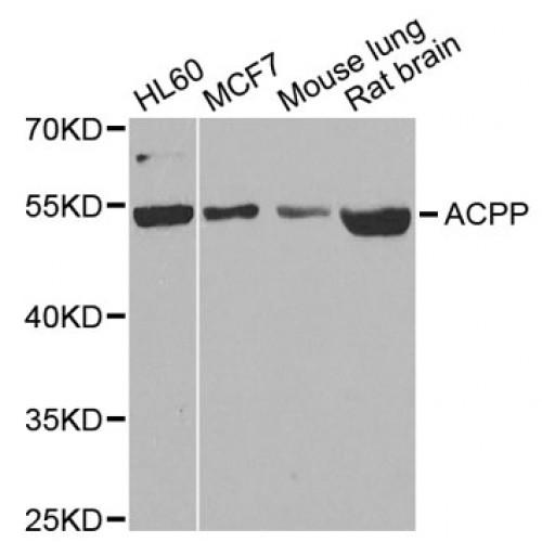 Prostatic Acid Phosphatase (ACPP) Antibody