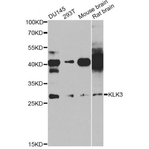 Prostate-Specific Antigen / PSA (KLK3) Antibody