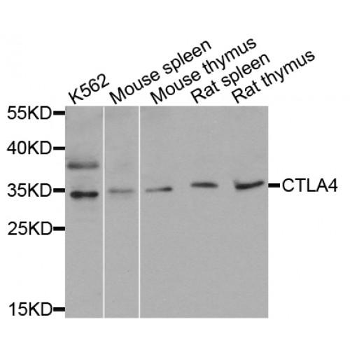 Cytotoxic T-Lymphocyte Associated Antigen 4 (CTLA4) Antibody