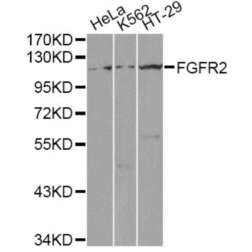 Fibroblast Growth Factor Receptor 2 (FGFR2) Antibody