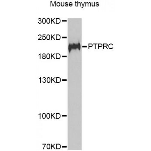 Receptor-Type Tyrosine-Protein Phosphatase C / CD45 (PTPRC) Antibody