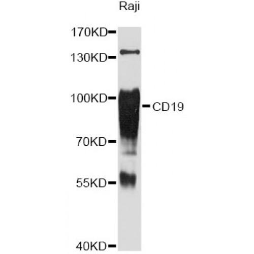 B-Lymphocyte Antigen CD19 (CD19) Antibody