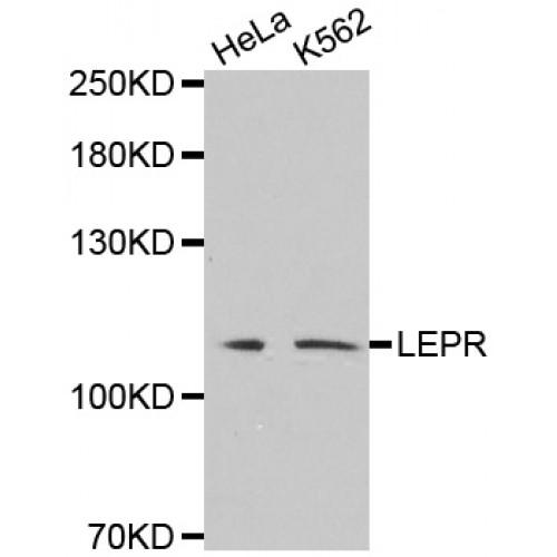 Leptin Receptor (LEPR) Antibody