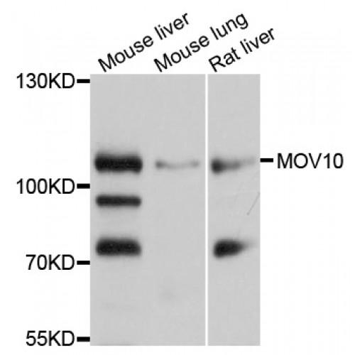 Mov10 RISC Complex RNA Helicase (MOV10) Antibody
