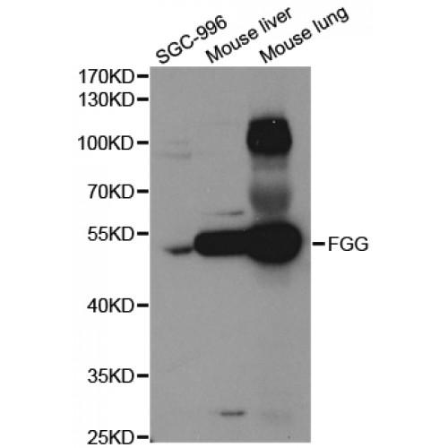 Fibrinogen Gamma (FGG) Antibody
